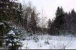 Зимний лес на поляне